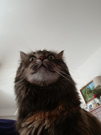 A fluffy, long-haired cat with green eyes and prominent whiskers is looking upwards at the camera, its head angled from below. The cat's fur is a mix of brown and black. The background consists of a plain white ceiling and a glimpse of a room with a framed picture on the wall, a lamp, and what appears to be a wooden cabinet. The scene does not provide any specific identifiable elements that would allow for the determination of its location within Vitoria-Gasteiz, Spain.