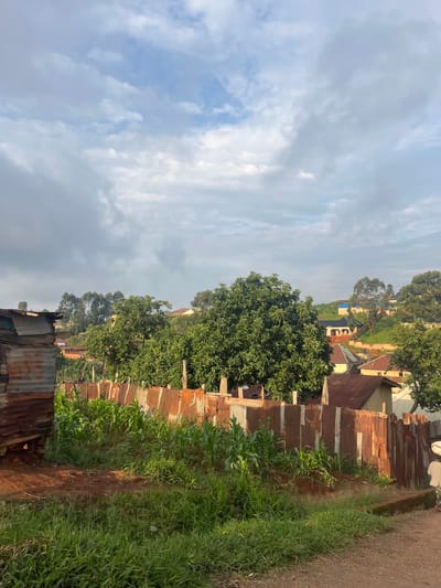 This is a vertical, full-shot photograph taken in Gembu, Nigeria. The image depicts a view of a community with buildings and lush vegetation under a cloudy sky. The scene appears to be a residential area with various structures, some made of corrugated metal, others with tiled roofs, and some with blue roofing. Trees are interspersed throughout the landscape, with one large, full tree dominating the foreground on the left. In the middle ground, there are more trees and buildings. The right side of the image shows a path or dirt road running alongside a tall fence made of rusted corrugated metal. Tall green grass and what appears to be corn stalks grow alongside the path and the fence. The sky is filled with soft, diffused clouds, suggesting it might be early morning or late afternoon, or a generally overcast day. There is no visible text in the image. The overall impression is of a rural or semi-urban environment in Nigeria.