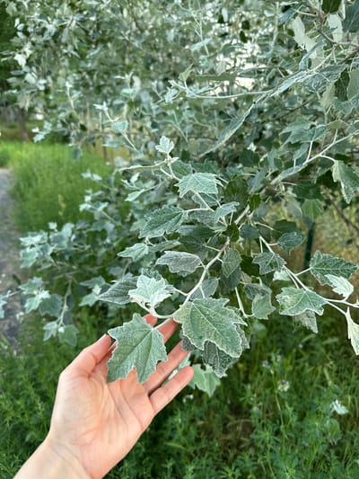 A human hand, with pale skin and visible veins, is positioned in the lower left quadrant of the frame, gently touching a pale green, fuzzy leaf of a tree. The tree's branches, also covered in similar leaves, extend across the majority of the image. The leaves are lobed with serrated edges, and many have a frosted appearance. The background consists of out-of-focus green grass and some small wildflowers. To the left of the hand, a blurred path can be discerned. The scene appears to be outdoors in a natural or semi-natural setting, possibly a park or garden in Wustermark, Germany, given the presence of lush greenery and a path. The lighting suggests it is daytime, with soft, diffused light.
