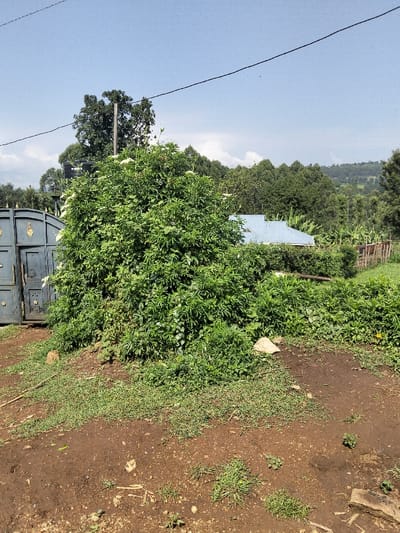 This image depicts an outdoor, semi-rural scene located in Nyansiongo ward, Kenya. The foreground consists of reddish-brown earth, interspersed with patches of green grass and small weeds, along with scattered small rocks and debris. In the midground, to the left, a dark blue or gray metal gate with gold or yellow decorative accents is partially open. Immediately adjacent to and partially obscuring the gate on its right is a large, dense green bush covered in small white flowers, appearing to grow on an elevated mound. Behind this bush, a dark vertical utility pole is visible, and to its left, a black elevated water storage tank is partially discernible. To the right of the large bush, a building with a light blue corrugated metal roof is partially visible, largely enveloped by surrounding green foliage. Further to the right, a section of a wooden fence borders a cultivated green field. The background features rolling hills densely covered in trees under a clear blue sky with minimal white cloud cover. A single dark utility wire spans horizontally across the upper portion of the frame. No individuals are present, and no specific actions or interactions are observed.