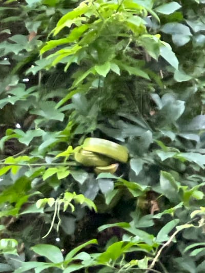 The image shows a close-up view of green foliage with a light green, oblong object nestled within the leaves. The object appears to be a fruit or a vegetable, with a slightly curved shape. It is resting on a branch or a thicker stem, surrounded by numerous leaves of varying shades of green. The background is also filled with more leaves and branches, creating a dense, natural environment. The lighting suggests it is daytime, possibly overcast or in a shaded area, as there are no harsh shadows. The image has a slightly blurred quality. The location is identified as Dawan, Indonesia. There are no people visible in the image, and no specific actions or interactions are depicted. The scene is entirely focused on the plant life and the object within it.