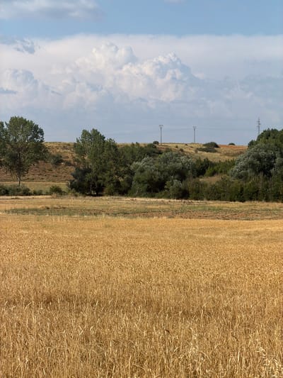 The image depicts a rural landscape in the municipality of Valdefresno, Spain. In the foreground, a vast field of golden wheat stretches towards the horizon, its stalks illuminated by natural light. Behind the wheat field, a strip of dry, light-brown grass separates it from a gentle slope covered in sparse vegetation and some scattered trees. Further back, a dense line of trees forms a natural boundary, with more foliage and a slightly elevated, undulating terrain visible beyond. The sky above is a pale blue, filled with large, puffy white clouds. In the distance, two electrical pylons with wires are visible on the horizon, indicating the presence of infrastructure in the otherwise natural setting. The overall scene is one of serene, agricultural countryside under a cloudy sky.