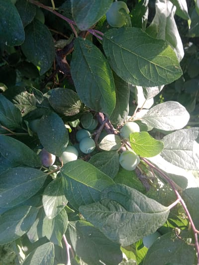 This is a close-up, eye-level photograph of an unripe plum tree branch laden with green and purplish-green plums. The plums are small and round, some appearing smooth while others have a slightly dimpled texture. They are clustered together amongst the lush, green foliage of the tree. The leaves are broad and ovate with visible veins, and some are catching the sunlight, creating highlights and shadows that add depth to the image. A few of the leaves appear to have small imperfections, like minor damage or a dusting of something. The branch itself is dark and woody, with reddish-purple stems from which the plums and leaves emerge. The overall impression is one of a natural, sun-drenched setting, likely outdoors during the daytime given the bright sunlight casting distinct shadows. The background is a soft blur of more leaves and branches, suggesting a dense canopy. The image is likely taken in Qobda, Kazakhstan, given the location context, hinting at a rural or orchard environment during the growing season. There is no visible text in the image.