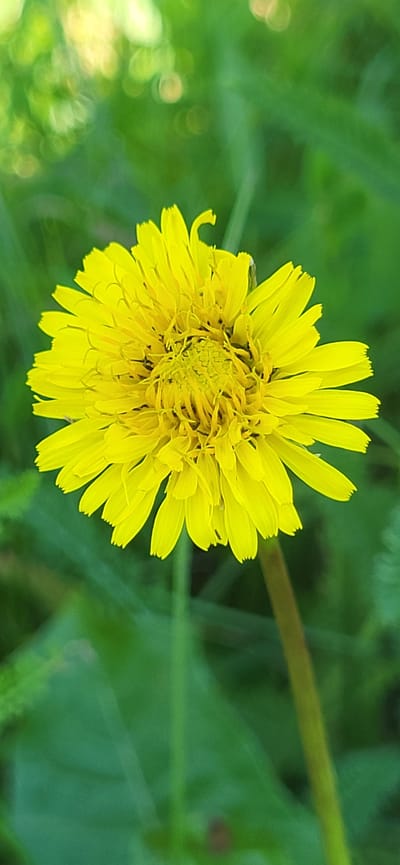 A close-up, vertical shot captures a vibrant yellow dandelion flower in full bloom, centrally positioned against a blurred background of lush green foliage. The dandelion's petals are delicate and slightly serrated at the tips, radiating outwards from a complex, textured center. The soft focus of the background creates a bokeh effect with diffused green and yellowish light, suggesting a natural outdoor setting. The image is free of any human presence, vehicles, or urban structures, indicating it was taken in a natural area. This scene is consistent with a photograph taken in the village of Tetianivka, Ukraine, which is characterized by its rural landscape and abundant vegetation.