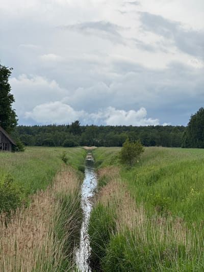 The image depicts a narrow, reflective canal or stream flowing through a lush green meadow. The canal is bordered by tall, dry reeds on the left and dense green grasses and vegetation on the right. In the background, a dark, dense forest stretches across the horizon under a cloudy, overcast sky. To the far left of the image, a portion of a rustic wooden building with a thatched roof is visible. The scene is set in Anglininkai, Lithuania, conveying a tranquil rural landscape.