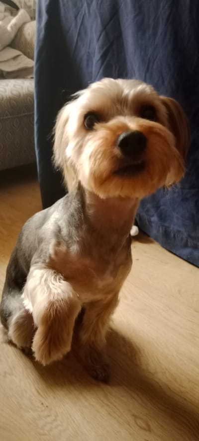 A Yorkshire Terrier with a groomed coat is sitting on a light brown wooden floor. The dog's body is primarily grey and tan, with longer tan fur around its face and legs. Its front left paw is slightly raised. In the background, a dark blue curtain hangs, and to the left, part of a sofa with a patterned upholstery is visible. The scene is lit by artificial light, casting a shadow of the dog on the floor. There is no visible indication of the location being in the city of Galapagar, Spain.