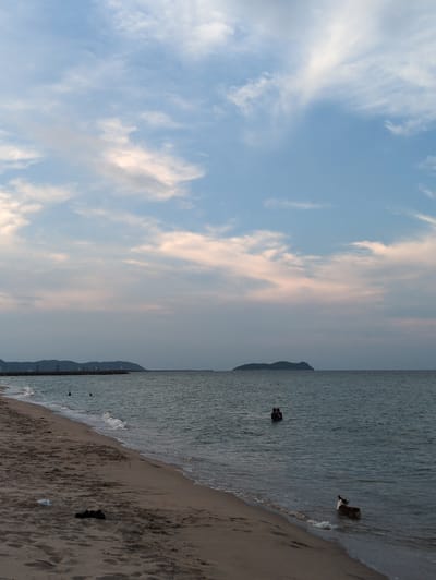 The image depicts a serene beach scene at dusk in Hoành Sơn Ward, Vietnam. The sky is a soft blend of pale blue and pink, with wispy white clouds. The calm sea stretches to the horizon, where a dark, hilly island is visible in the distance. In the foreground, a sandy beach meets the gentle waves. Two individuals are wading in the shallow water, their figures silhouetted against the sea. Closer to the shore, a brown and white dog stands in the water, facing away from the camera. A few scattered objects, including a piece of white plastic and a dark, possibly shoe-like object, lie on the sand. The overall atmosphere is tranquil and peaceful.