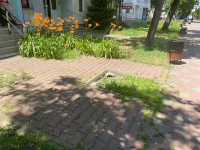 The image depicts an outdoor scene in Iași, Romania, likely on a sunny day. The foreground is dominated by a paved walkway made of interlocking red brick pavers, with grass growing in the gaps and along the edges. Several orange daylily flowers are in bloom, growing in a cluster next to a set of concrete stairs that lead up to a building. To the right of the walkway, there is a wooden trash bin with a black liner, and further in the background, there are trees and more paved areas. A bench is visible in the middle ground. In the distance, a few people are walking, one pushing a stroller. The building has glass doors and windows, and signage visible on it reads "ELECTRO GOLD credit" and "AMANET". The lighting suggests it is daytime, with dappled shadows from trees cast across the pavement, indicating a bright, sunny day. The overall impression is a well-trafficked public space with natural elements.