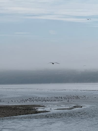 The image depicts a coastal scene with a body of water in the foreground, a shoreline with rocks and sand, and a hazy, fog-obscured background. Several seagulls are visible in flight. In the middle ground, a large flock of birds, likely also seagulls, is gathered on the exposed shoreline. The overall atmosphere is subdued, with muted colors and a lack of clear details in the distance due to the fog. The image does not contain any recognizable landmarks or specific features that would allow for precise identification of a location within Magadan, Russia. The scene is natural and appears to be a wildlife observation.