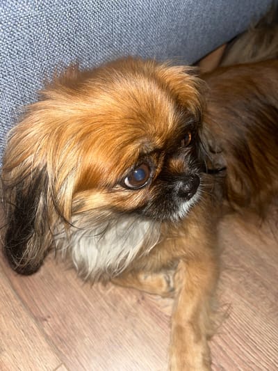 The image shows a close-up of a small, long-haired dog with golden-brown fur. The dog is lying down on a wooden floor, with its head turned to the right and looking slightly off-camera. A portion of a grey, textured surface, likely a sofa or cushion, is visible in the upper left corner of the image. The dog's eyes are prominent, and its nose is black and moist. The lighting suggests an indoor setting. No specific location in Ravno pole, Bulgaria, can be determined from the visual information.