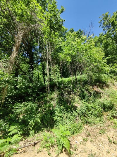 A sunlit, dense forest in the Municipal Unit of Melivia, Greece, is depicted. The image showcases lush green foliage with a variety of trees and undergrowth. Hanging vines are visible on the left side of the frame, draped across the branches of a large tree. The ground is covered with fallen leaves, twigs, and a few small rocks. In the foreground, ferns are prominent, and a fallen branch lies across the uneven terrain. The sky above is a clear, bright blue. The scene is tranquil and appears to be a natural, undeveloped area.
