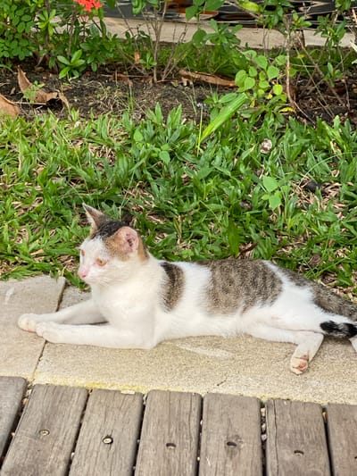 A calico cat with white, brown, and black markings lies on a light-colored stone surface. The cat's body is oriented horizontally in the frame, with its head turned to the left, revealing its pink nose and yellow eyes. Its front paws are tucked beneath its chest, and its hind legs are extended. Behind the cat, there is a patch of green grass with some dry leaves and brown soil. Further in the background, there are green plants and a few red flowers. The foreground of the image shows three weathered wooden planks laid horizontally. The scene appears to be outdoors, possibly in a garden or park.