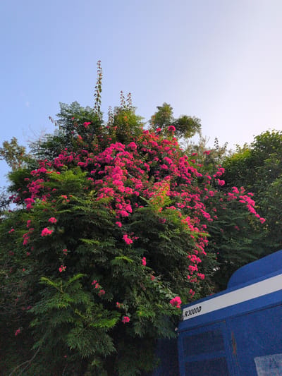 The image depicts a vibrant bougainvillea plant in full bloom with bright pink flowers, set against a clear blue sky. The bougainvillea is lush and dense, with many clusters of flowers cascading down its branches. To the right, a portion of a blue structure with a white stripe and the text "R3000D" is visible, suggesting it might be part of a vehicle or building. The overall setting appears to be outdoors, possibly in a garden or along a street in Jammu, India, judging by the visual cues and the typical flora found in the region. There are no people visible in the image.