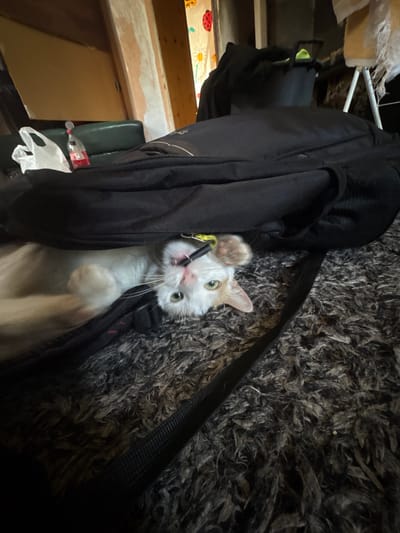 A white cat with orange markings is peeking out from under a black bag on a grey shaggy rug. The cat is looking directly at the camera, with its mouth slightly open. In the background, there is a green sofa, a plastic bag, a bottle of water, and a curtain with ladybug and daisy prints. The scene appears to be indoors, in a residential setting. The location is not specified in the image itself or the provided context.