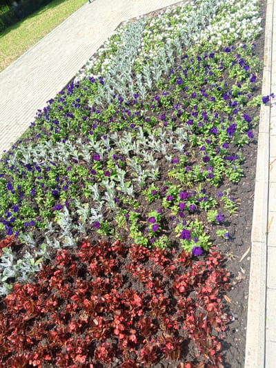 In Yessentukskaya, Russia, a well-maintained flower bed runs parallel to a light-colored, textured concrete pathway. The flower bed is meticulously arranged in distinct rows. The row closest to the pathway features vibrant red begonias. Adjacent to the red begonias, a row of delicate, silvery-gray plants is visible, followed by a row of deep purple petunias. The furthest row, partially visible at the top of the image, consists of white flowers interspersed with more silvery-gray foliage. The ground beneath the flowers appears to be dark soil. The environment suggests an outdoor public space, possibly a park or a decorative area along a street. The lighting indicates it is daytime.