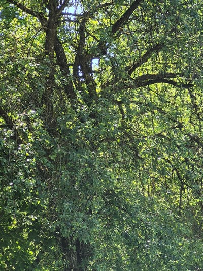 The image shows a dense canopy of leaves and branches of a large tree, with sunlight filtering through. The tree has a thick, textured trunk visible in the lower left and upper central portions of the frame. The foliage is primarily green, with some areas appearing lighter due to the sun. The branches are intricate and interwoven, creating a complex pattern against the sky. There are no people or visible man-made objects. The scene is entirely natural. The image is a close-up view of the tree's upper structure and foliage.