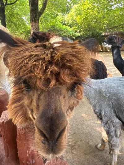 This is a close-up, eye-level photograph of several alpacas in an outdoor enclosure. The main subject is a light brown alpaca with shaggy fur and a distinctive fringe of hair over its eyes, filling the foreground. To the right of the main alpaca, a gray alpaca's hindquarters and hind leg are visible. In the background, a black alpaca with a lighter muzzle is partially obscured. The alpacas are in an enclosure with a dirt ground and a wooden fence. Behind the fence, trees with lush green foliage create a natural backdrop, and a thatched-roof structure is visible in the far background. The overall lighting suggests it is daytime. The image does not provide specific information about the city of Pudong, China.