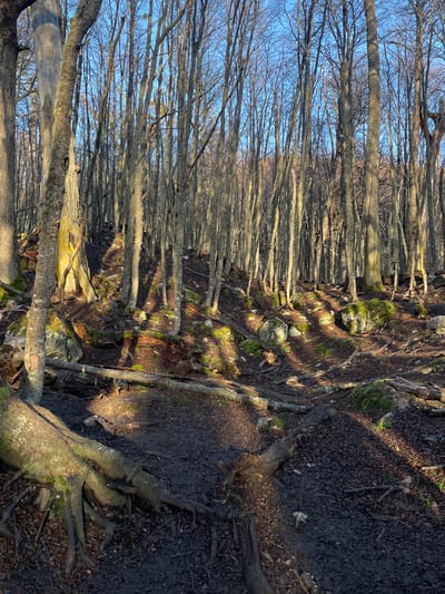 The image depicts a forest landscape, possibly located in Unknown, Argentina. The foreground features muddy terrain with exposed tree roots covered in moss. A dense row of bare trees extends into the distance. The sky is visible through the tree branches. No people or animals are visible in the image.
