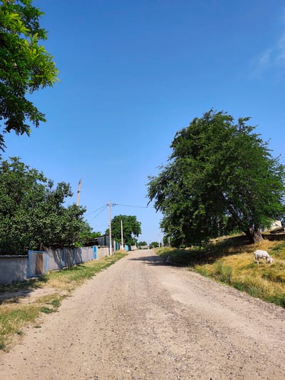 A dirt road winds through the village of Goyany, Moldova. The road is lined with fences and trees on either side, with houses visible in the distance. The sky is a clear blue with a few scattered clouds. A white goat is grazing on the grassy slope to the right of the road. The overall scene is one of rural tranquility.