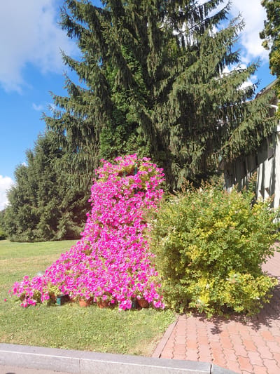 A bright, outdoor, daytime scene features a long row of mature evergreen trees behind a vibrant, cascading display of pink petunias and a bushy green shrub. The petunias are arranged in numerous pots, creating a large, flowing mound of flowers that spills onto the grass. To the right of the flowers is a dense green shrub with some yellowing leaves and small white flowers. Behind the shrub and flowers, a light-colored building with horizontal siding is visible. The ground in front of the shrub and flowers is paved with red interlocking bricks, and a concrete curb runs along the foreground. A patch of neatly mowed green grass is visible to the left and between the curb and the brick path. The sky above is a clear blue with a few scattered white clouds. The location is the city of Kovalivka, Ukraine.