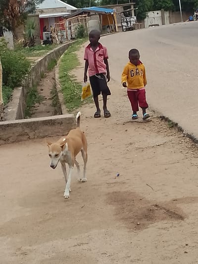 The image shows a scene in what appears to be a residential area in Biliri, Nigeria. Two young boys are walking along the side of a paved road. The older boy wears a pink collared shirt and dark shorts and carries a yellow plastic bag. The younger boy wears a yellow "GAP" hooded sweatshirt and maroon pants with blue sandals. A light brown dog with white markings is walking in front of them. The road is cracked along the edge, with a concrete drainage ditch visible on the left. Buildings and trees are in the background. The ground is sandy and bare.