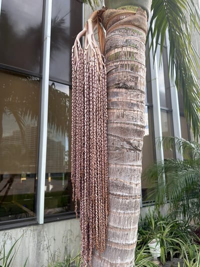 A close-up, eye-level, outdoor, medium shot captures a section of a palm tree trunk with a long, pendulous cluster of developing palm fruit. The trunk is textured with diagonal ridges and appears weathered, with some green algae or moss visible in the crevices. To the left of the trunk, a long string of small, bead-like fruits, ranging in color from light pink to a reddish-brown, hangs down, almost touching the ground. Behind the palm tree, a modern building with large, reflective windows is visible, suggesting an urban or suburban setting. The windows reflect palm fronds and parts of other buildings, creating a blurred, abstract background. In the foreground, lush green foliage and ornamental grasses are present, adding to the tropical or subtropical feel of the environment. The lighting suggests it is daytime, with bright but diffused sunlight. There are no people or animals present in the image. The scene is static and peaceful, highlighting the natural elements against an architectural backdrop.