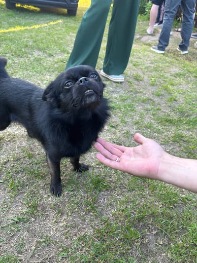 The image captures a small, black-furred dog, exhibiting features consistent with a Brabancon Griffon variant, standing on a ground comprising sparse green grass and exposed soil. The dog is positioned slightly to the left of the frame's center, looking upwards and slightly to its right with dark, reflective eyes. Its snout is black, and a slight underbite reveals small lower teeth. A light-skinned human hand, wearing a plain gold-colored wedding band on the left ring finger, extends from the right side of the frame towards the dog's chest/neck area, indicative of an interaction.

In the background, several individuals are partially visible from the waist down. To the upper left, a person wears dark green, possibly pleated, wide-leg trousers and light-colored shoes with a red stripe. Further right, multiple pairs of human legs and feet, clad in various casual pants (e.g., dark grey cargo-style) and shoes (e.g., dark sneakers, light sandals), stand on the grassy terrain. A portion of a dark vehicle, specifically its front bumper, is visible in the far upper-left background. The scene is outdoors, under natural light, within the city of Urmanets, Russia.