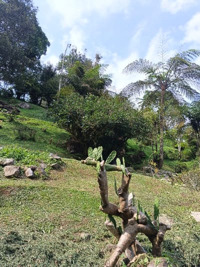 The image presents a sunlit, sloped natural landscape within the city of Masulog, Philippines. In the foreground, a substantial cactus, likely an *Opuntia* species, features a thick, multi-branched woody base supporting several paddle-shaped green cladodes. The immediate ground cover is short green grass with scattered darker grass clippings. The midground shows a gently ascending grassy hillside interspersed with numerous irregular rocks and clusters of shrubs. The background is densely vegetated with a variety of trees, including a prominent tall tree with expansive fern-like fronds on the right side, all set against a sky with scattered white clouds. No people or animals are visible.