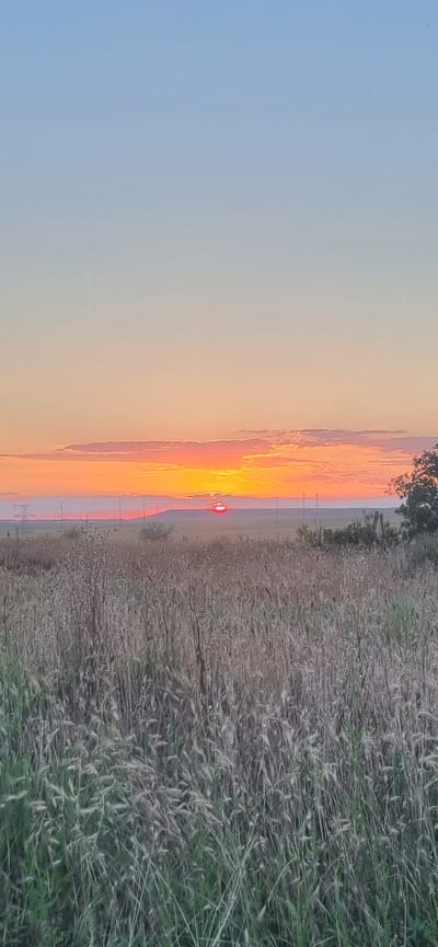 The image depicts a sunset over a rural landscape in or near Blizhnee, Ukraine. The sky transitions from a clear, pale blue at the top to a gradient of orange and pink hues near the horizon, with thin, wispy clouds illuminated by the setting sun. The sun itself is visible as a bright red disc partially obscured by clouds. In the foreground, a field of tall, dry grass and some green vegetation stretches across the lower half of the frame. In the middle ground, a flat, open terrain is visible, with a few distant utility poles or structures. A dark tree is situated on the right side of the image, partially silhouetted against the sky. The scene is tranquil and natural, with no people or animals present.