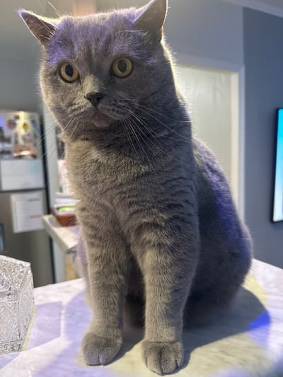 A grey-furred domestic cat, consistent with a British Shorthair breed, is depicted seated upright on a light-colored, possibly marble, countertop in an indoor setting located in Lingolsheim, France. The cat is positioned centrally, facing directly towards the viewer with wide, amber-colored eyes and erect ears. Its fur exhibits highlights, particularly along its head and back, from an overhead light source, and distinct blue and purple light reflections are visible on its right flank and the countertop surface beneath it. To the immediate left of the cat, a clear, ornate glass container with a faceted design is present on the countertop. In the background to the left, a white refrigerator adorned with magnets and papers is partially visible. To the right, a segment of a dark, rectangular display screen, likely a television, showing a blue light, is discernible against a light grey wall. No human figures are present.