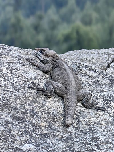 A gray lizard with textured scales is positioned on a speckled gray rock. The lizard is facing left, with its head slightly raised and its eyes visible. Its legs are splayed out, gripping the rock surface. The background is out of focus and appears to be a dense forest of green trees. The image is taken in Solang, India.