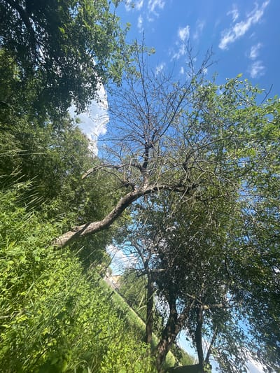 The image depicts a low-angle view of a tree with green leaves and bare branches against a bright blue sky with scattered white clouds. Tall green grass and other vegetation grow in the foreground and along the right side of the frame, suggesting an outdoor, natural setting. The tree's trunk is visible, with its branches extending upwards and outwards, some laden with leaves while others appear bare and twiggy. The sunlight suggests it is daytime, likely late morning or afternoon, given the bright illumination and clear sky. The overall scene is one of a summer day in a rural or park-like environment. No people or specific objects are clearly identifiable beyond the natural elements of trees and grass. The location context provided indicates Velykyi Trostianets, Ukraine, which further reinforces the rural setting. The image conveys a sense of natural growth and the changing seasons, with the presence of both leafy and bare branches.