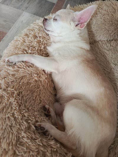 A short-haired, tan and white chihuahua is sleeping curled up on a fluffy, tan dog bed. The dog is lying on its side with its eyes closed, its head resting on its paws. The dog's ears are large and pink, and its nose is dark brown. The dog's fur is short and smooth, with patches of white and tan. The dog bed is made of soft, fluffy material and is a light tan color. The background of the image is out of focus but appears to be a wooden floor with a rug. The lighting in the image suggests it may be daytime. The emotion conveyed is peacefulness and relaxation. There is no visible text in the image.