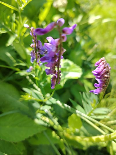 The image displays a close-up, low-angle shot of vibrant purple flowers amidst lush green foliage. The flowers are clustered on thin stems, with delicate petals in shades of purple and blue. Some flowers are in full bloom, while others appear to be buds or are starting to wilt. The background is a soft blur of green leaves and hints of yellow, suggesting a natural outdoor setting like a garden or meadow. The lighting appears to be bright, indicating a sunny day, possibly during late morning or early afternoon. The focus is sharp on the flowers in the foreground, with the rest of the scene softly out of focus, creating a shallow depth of field. There is no visible text, people, or any specific activity taking place; the image is a still life of nature. The setting is identified as Soivolovskaya, Russia.