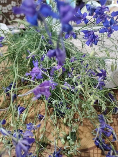 In Lykhove, Ukraine, a close-up shot captures a bouquet of delicate purple flowers, possibly Larkspur, arranged on a wooden surface. The flowers are densely clustered with thin, green stems and fine, feathery foliage. Some of the flowers are in full bloom, displaying their vibrant purple petals, while others appear to be buds or in various stages of wilting. The background is blurred, hinting at an indoor setting with a patterned fabric and a pale, textured surface, possibly a wall or a piece of furniture. The lighting is natural, casting soft shadows and highlighting the textures of the flowers and the wooden table. The image focuses on the natural beauty and intricate details of the floral arrangement.