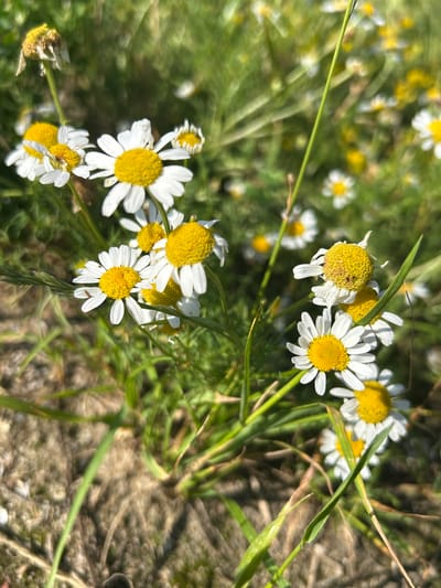 In Kończewice, Poland, a close-up, natural light photograph captures a cluster of wild chamomile flowers in bloom. The flowers exhibit characteristic white petals surrounding bright yellow centers. Some flowers are fully open, while others are in various stages of wilting or have already withered, suggesting a transition in their life cycle. The surrounding environment consists of green grass and dry, brown soil, indicating a natural, outdoor setting. The composition is characterized by a shallow depth of field, with the flowers in the foreground in sharp focus and the background softly blurred, creating a bokeh effect.