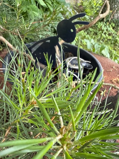 The image shows a black metal garden decoration shaped like a stylized rabbit or hare. It is positioned behind a close-up view of a pine tree branch with vibrant green needles. The rabbit decoration is silhouetted and has two long ears and a round body with a smaller circle representing its eye. It appears to be partially inside a dark, possibly black, plastic planter. The background is blurred, but hints of green foliage, a brown rusty object, and a hint of soil are visible, suggesting an outdoor garden setting. The lighting appears to be natural, indicative of daytime. The focus is sharp on the pine needles in the foreground, with the rabbit and planter slightly out of focus. The overall impression is a whimsical detail within a natural environment. The location is identified as Užliekniai, Lithuania. There is no visible text in the image.