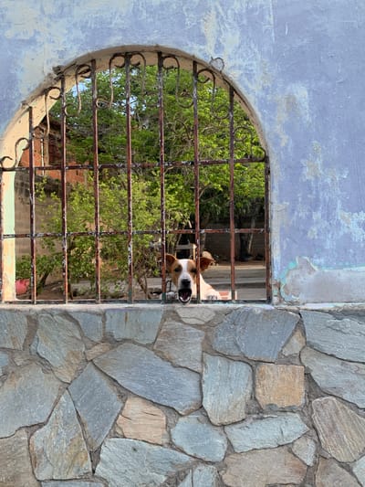 A Jack Russell Terrier looks through a rusty metal grate that is set into a stone wall. The dog has its mouth open and appears to be barking or panting. Behind the grate, there are trees with green leaves and a brick building. The wall is made of irregular gray stones. The upper part of the structure is a faded blue, peeling wall. The scene is outdoors, under bright sunlight. The location is El Valle del Espíritu Santo, Venezuela.