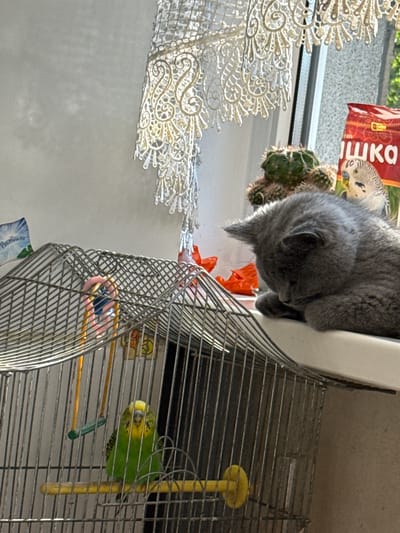 A gray cat is sleeping on a windowsill next to a birdcage. Inside the birdcage is a green budgie. The windowsill also has a cactus and a bag of birdseed. There is a lace curtain hanging in front of the window. The scene appears to be in a residential setting. The location is the city of Volodymyrets, Ukraine.