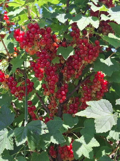 This is a close-up, eye-level shot of ripe red currants on a bush. The berries are clustered on thin stems, with many visible in various stages of ripeness, ranging from a pale yellow to a deep, vibrant red. The leaves of the bush are a deep green, with some appearing lighter and more translucent due to the sunlight filtering through them. The leaves are textured with visible veins and have serrated edges. The scene is lit by bright sunlight, casting distinct shadows on the leaves and berries, suggesting it is daytime. The background is a soft blur of green leaves and hints of blue sky, indicating an outdoor setting, likely a garden or natural landscape. There are no people or animals visible, and no text is present in the image. The overall impression is one of abundance and natural beauty. The location context provided is Дубровенскі сельскі Савет, Belarus.