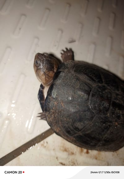 A close-up, side-view shot shows a small turtle with a dark, textured shell and a lighter, patterned head with visible scales and an eye. The turtle is positioned on a light-colored, textured surface that appears wet in places. A dark, thin band runs horizontally across the bottom half of the frame. The image includes text overlays at the bottom: "CAMON 20" with a red dot, and "24mm f/1.7 1/50s ISO108". No specific location in Takau, Nigeria, is visible in the image.