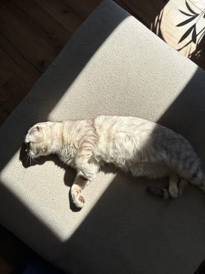 A light gray tabby cat sprawls on a light beige, textured cushion in Or Yehuda, Israel. Strong sunlight illuminates the cushion, creating sharp shadows, one of which is caused by a plant. The cushion rests on a wooden floor. The cat is stretched out with its paws extended.