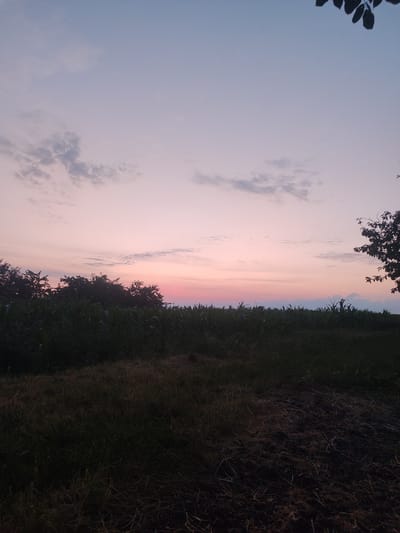 This is a full-frame, eye-level, outdoor, vertical shot taken in the evening in Novosamarka, Ukraine. The scene depicts a rural landscape at dusk. The sky is a gradient of soft blues and pinks, with scattered wispy clouds. A dense line of dark green trees and tall crops, possibly corn, forms a dark horizon across the middle of the image. In the foreground, the ground is covered with dry grass and some darker, tilled soil. A dark tree branch with leaves is visible in the upper right corner of the frame, partially obscuring the sky. There are no people or animals present in the image. The lighting suggests that the sun has recently set or is about to rise.