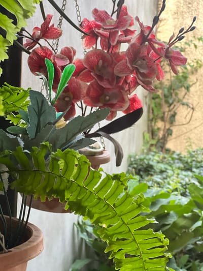 The image depicts a collection of artificial plants in terracotta pots, including red and white orchids, ferns, and other foliage. The arrangement is indoors, with a window in the background showing other greenery and a wall. There is a lack of clear indicators to determine that the image location is in the city of Santa Cruz de la Sierra, Bolivia.