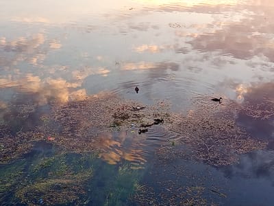 The image depicts a tranquil scene on a body of water, likely a river or lake, with reflections of the sky and clouds creating a soft, ethereal ambiance. In the middle distance, two ducks are visible swimming. One duck is closer to the foreground, actively paddling, while the other is further away, appearing to be more stationary or moving slowly. The water's surface is partially covered with floating debris, appearing as a mixture of organic matter like leaves and possibly some man-made litter. Submerged vegetation is also visible beneath the surface, adding texture and depth to the aquatic environment. The overall impression is one of natural serenity, possibly at sunrise or sunset, given the warm hues reflected in the water. This scene is located in Trebinje, Bosnia and Herzegovina.