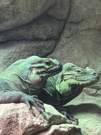 Two spiny-tailed iguanas are perched on a rock formation. The iguanas are green and gray, with rough, textured skin. Their heads are facing upwards and to the right. Their feet are positioned on the rock for grip. The background consists of rough, gray rock. This image was taken in the city of Arroyo De La Miel-benalmadena Costa, Spain.