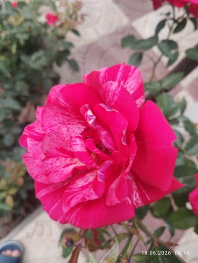 A close-up, outdoor, slightly blurred photograph captures a vibrant, multi-colored rose in full bloom. The rose, predominantly a deep fuchsia, features striking white and lighter pink stripes and streaks across its petals. The petals are layered and ruffled, with some showing signs of minor damage or imperfections. Green leaves and stems are visible, surrounding the flower. In the background, a tiled walkway or patio is partially discernible, along with other out-of-focus greenery, suggesting a garden or outdoor setting. At the bottom left corner, a blurry blue shoe with a foot wearing a light-colored sock is visible, indicating human presence. The bottom right corner displays a timestamp: "19.06.2026 06:16". The image's overall quality is hampered by a lack of sharpness, but the subject of the rose is the clear focus. The presence of the timestamp suggests the photograph was taken in Istaravshan, Tajikistan, as per the provided context.