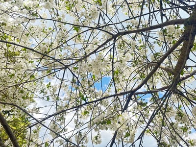 A low-angle shot captures the intricate network of tree branches adorned with clusters of white blossoms against a backdrop of a partially cloudy, light blue sky. The branches vary in thickness and direction, creating a complex web. Patches of sky peek through the dense foliage, offering glimpses of the sky's cloud formations. Based on the information provided, this scene is located in Choba, Bulgaria. No people are visible. The scene is static and focuses on the blooming tree and the sky.