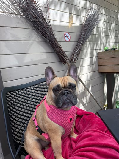 A fawn-colored French Bulldog wearing a pink harness rests on a chair covered with a maroon fleece blanket, partially visible on a wooden deck. A bundle of tied twigs lies on the deck near a "no smoking" sign. The location is Ragaciems, Latvia.