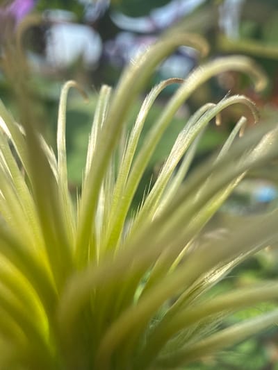 The image is a close-up, macro photograph of a plant's stamens. The stamens are pale green and yellow, with delicate, fuzzy filaments extending outwards. The background is softly blurred, with hints of green foliage and some out-of-focus purple and white shapes, possibly other flowers or objects. The lighting appears natural and somewhat diffused, creating a gentle glow on the plant's reproductive parts. There is no indication of human presence or activity in the image, and therefore no specific location in Baryshevo, Russia can be determined. The focus is entirely on the botanical details of the plant.